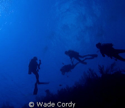 The Deep Blue, Belize, macro by Wade Cordy 